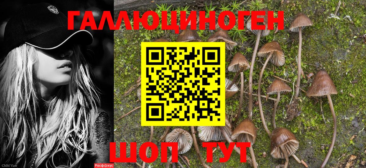 Сочи  Псилоцибиновые грибы GOLDEN TEACHER  Вход с VPN  Псилоцибиновые грибы MAGIC MUSHROOMS 